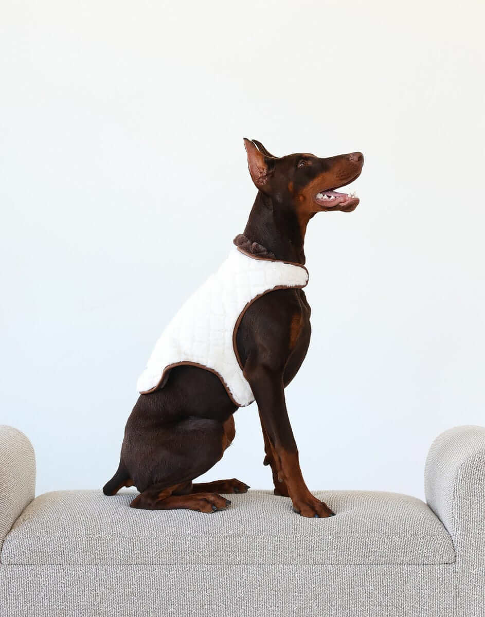 Pet Vest - Cream/Dark Brown